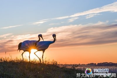 《草原狼导师》读后感精选10篇