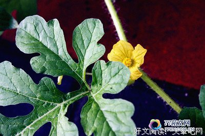 ������ħ�����Ĺۺ��10ƪ