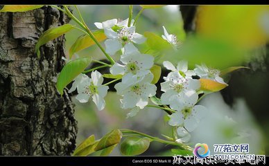 ��һ���滨ѹ���ġ�����ۺ��10ƪ